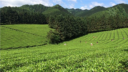 農(nóng)業(yè)部牽頭成立中國(guó)茶產(chǎn)業(yè)聯(lián)盟，公司選為副理事長(zhǎng)單位