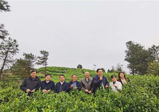 公司負責人陪同省供銷社、湘西州領導一行調研我司青干村茶葉扶貧示范基地